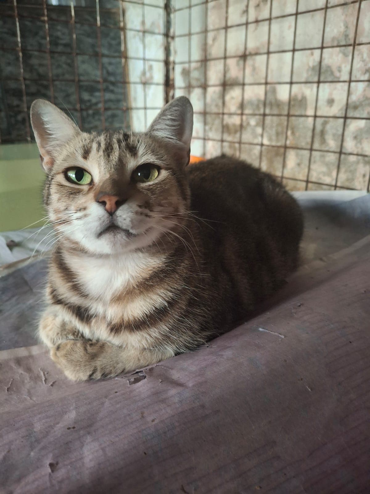 Carmela