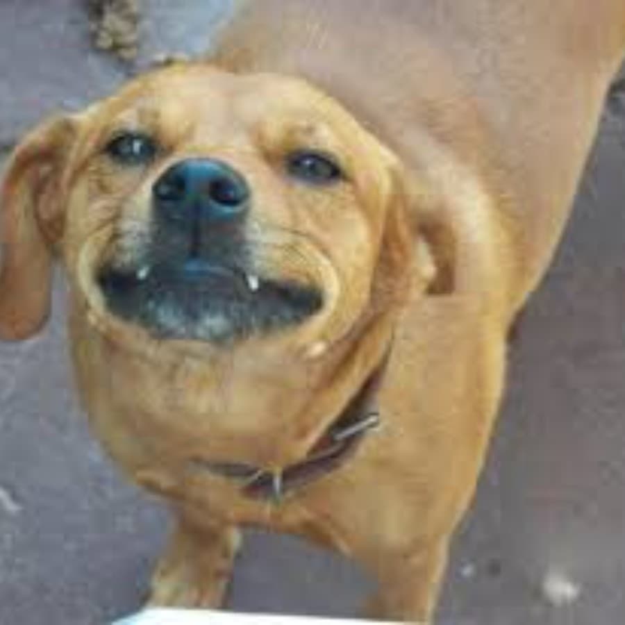 Lilás