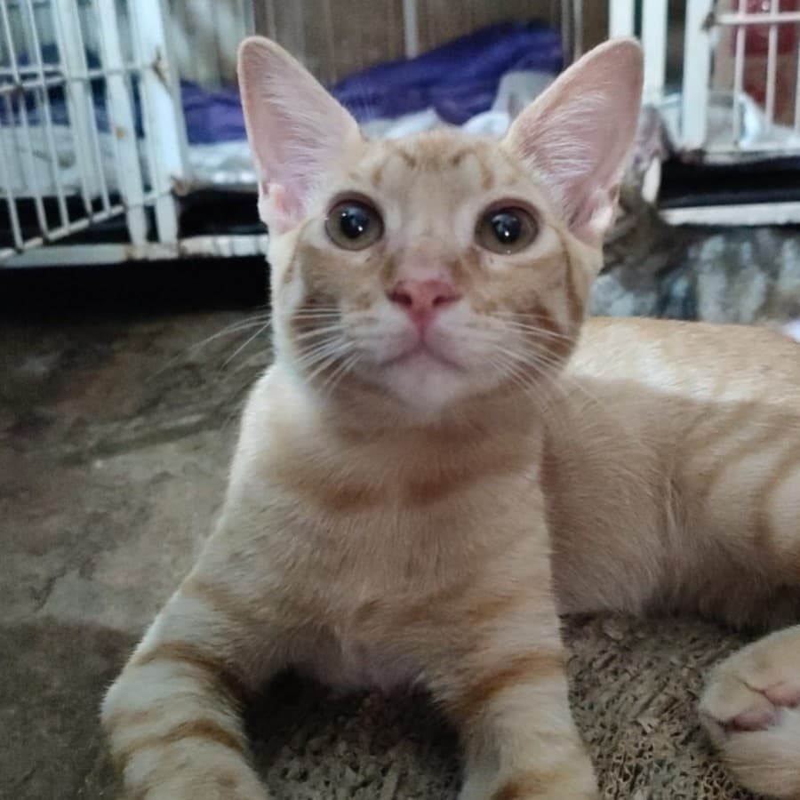 Pirulito